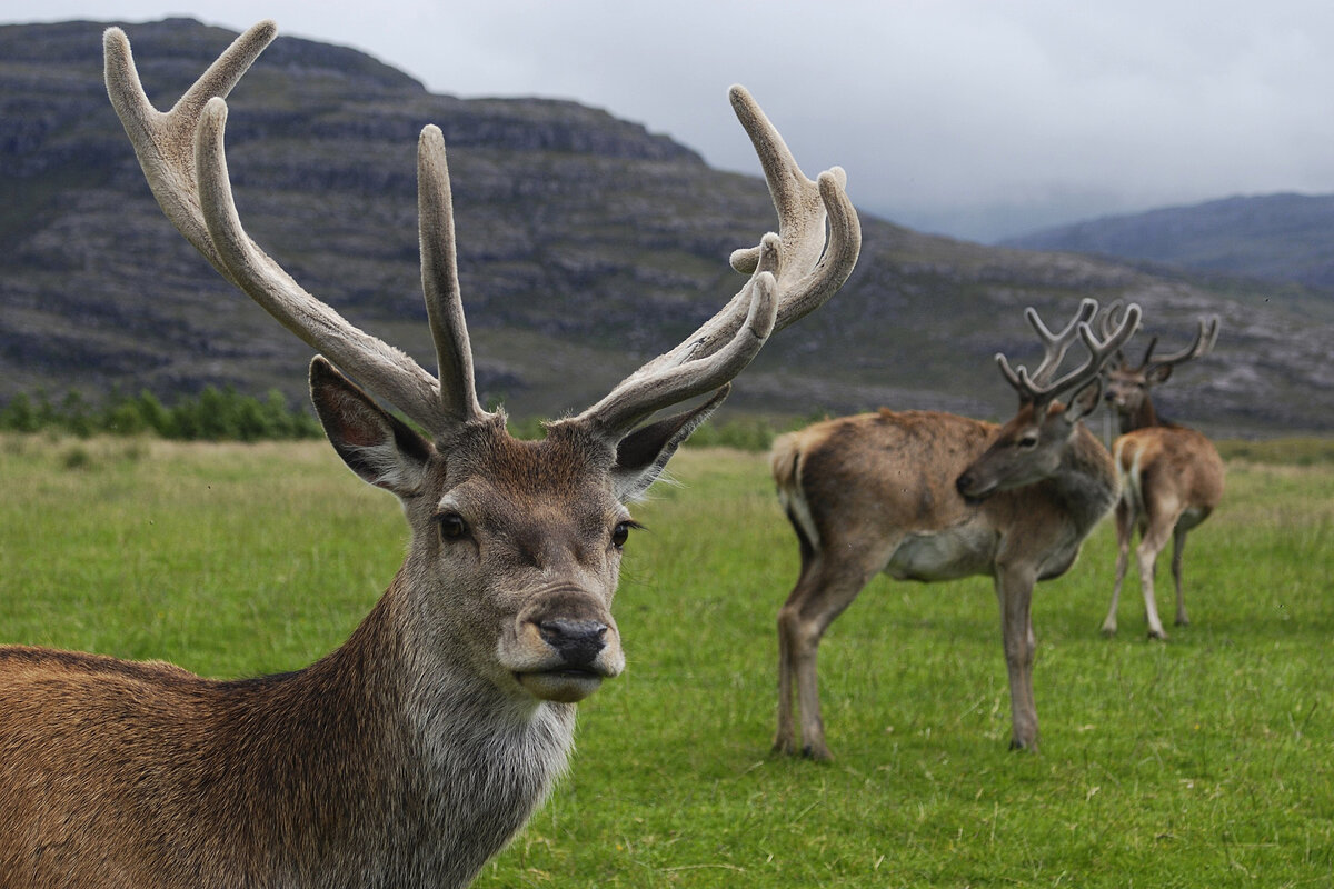 Размножение и продолжительность жизни