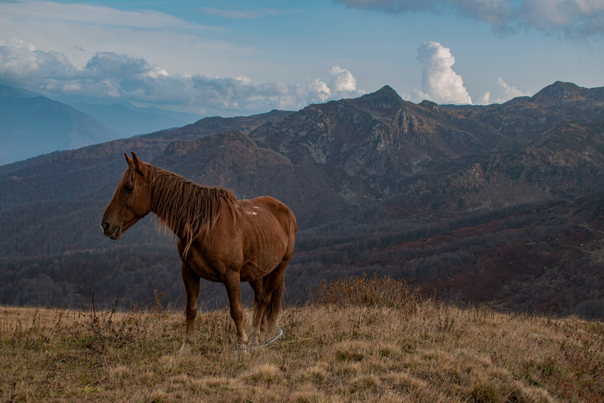 Вязимова Виктория / Лошадь в горах / Фотошкола PhotoPIXEL