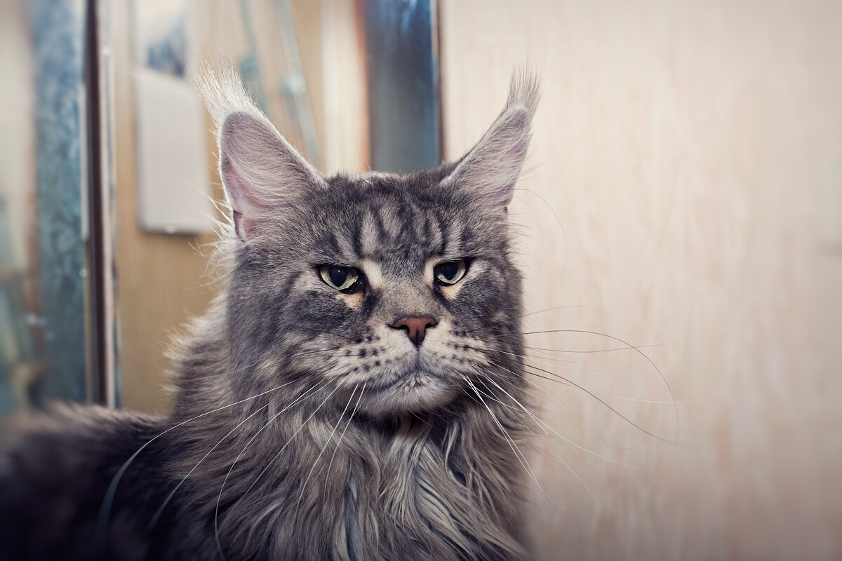 Наш котик Кася. Проблемы со здоровьем тоже есть, но возвращать в голову бы не пришло.