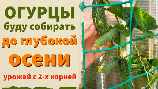 Как продлить урожай огурцов до заморозков. Подкормки и уход за огурцами в конце лета и в начале осени