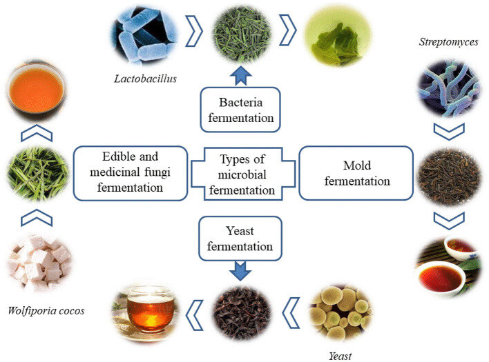 Мощная картинка с разными видами микробиологической ферментации. www.ncbi.nlm.nih.gov