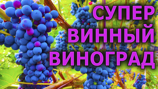 Вино и компот из этого винограда очень вкусные! Супер виноград для компота и вина раннего созревания Леон Мийо. Виноград в Подмосковье.