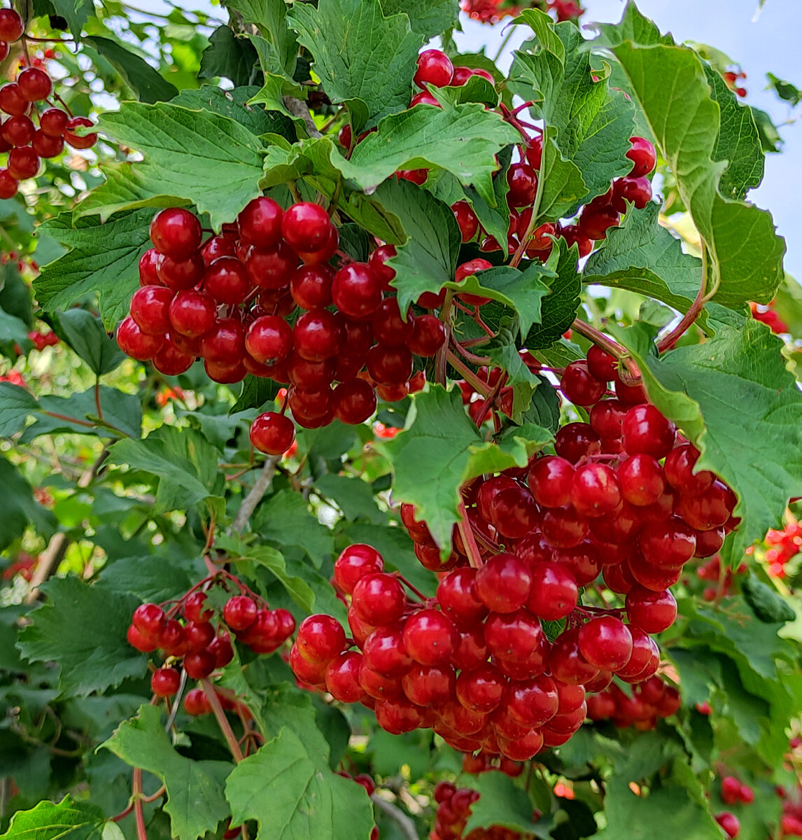 Калина свежая купить