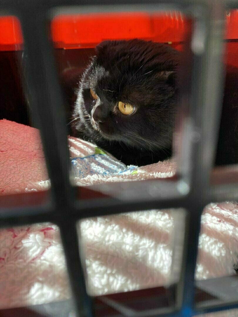 Привезли Черчеля