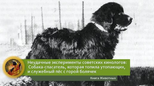 Неудачные эксперименты советских кинологов: Собака-спасатель, которая топила утопающих, и служебный пёс с горой болячек | Видео 🎥