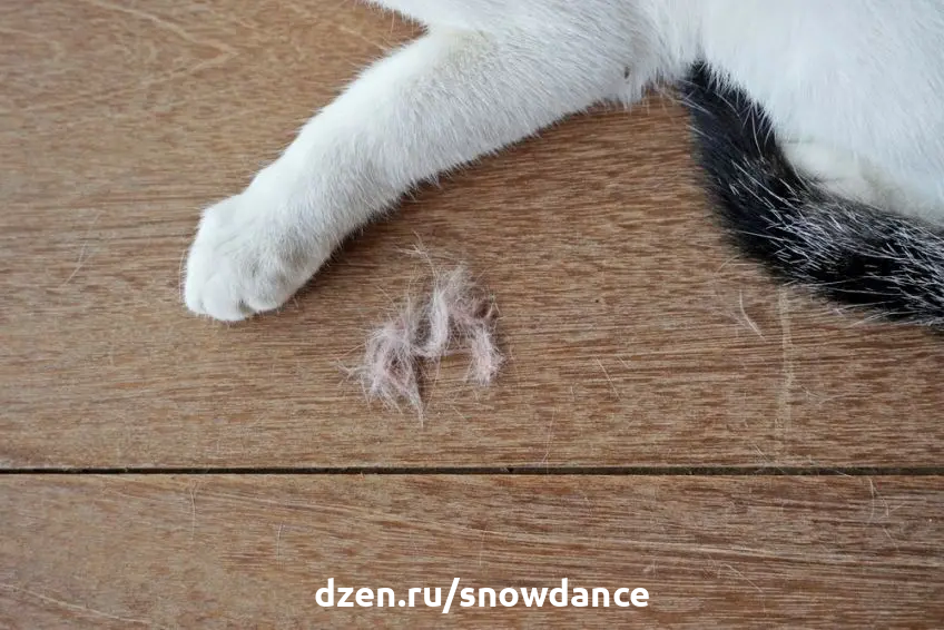 Почему у кошки лысеют лапы? | КотоВедение | Дзен