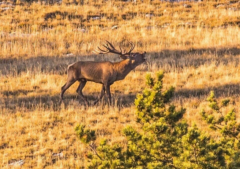     В Крыму осенью у оленей проходит брачный гон. Фото: Юлия Балахтинова/ФГБУ «Заповедный Крым»/VK