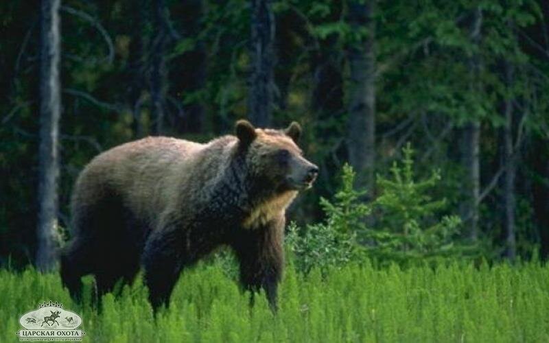 Медведь выходит на поле