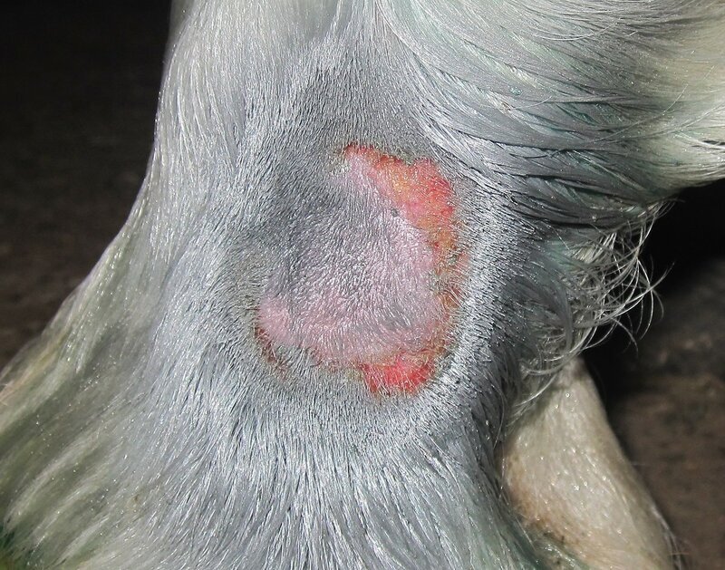 У твоей лошадщи гниют копыта? Давай я тебе помогу. Ч. 3. Мокрецы ...