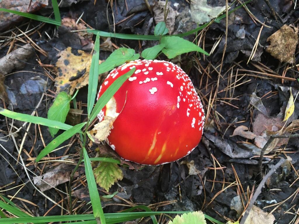 Мухомор! гриб для здоровья и настроения!