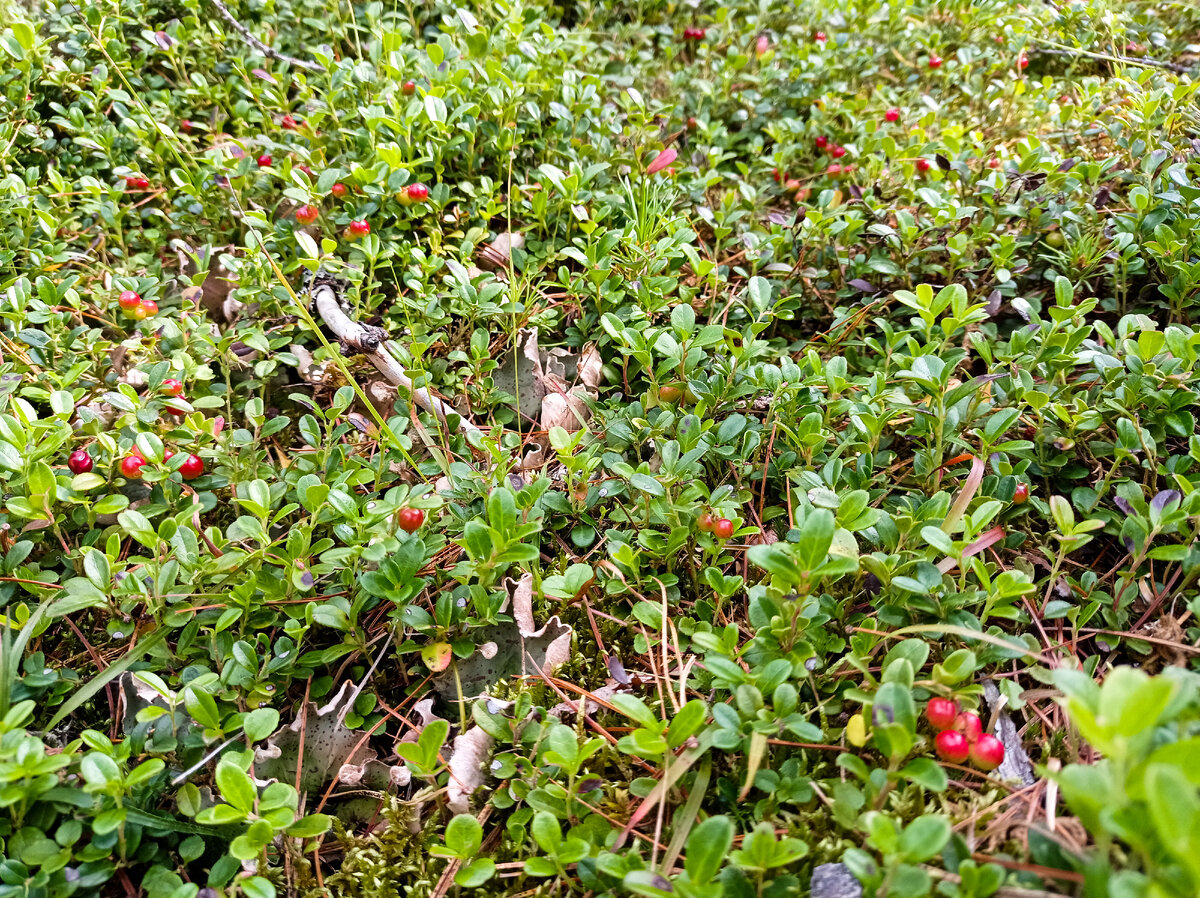 И брусничные поля вдоль тропы