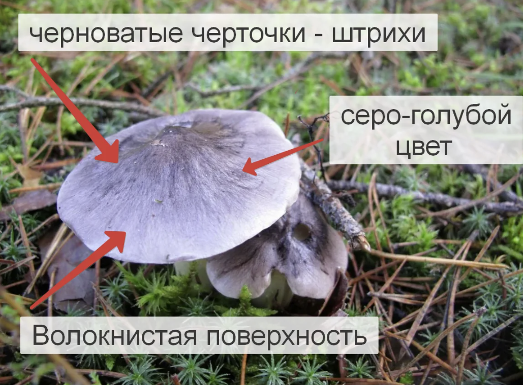 Штриховатая немного сложнее в определении, но только первый раз. Познакомившись с ней однажды во второй раз сомнений не возникает.