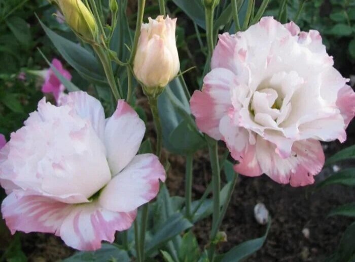 Прекрасная эустома. Фото Яндекс.Картинки