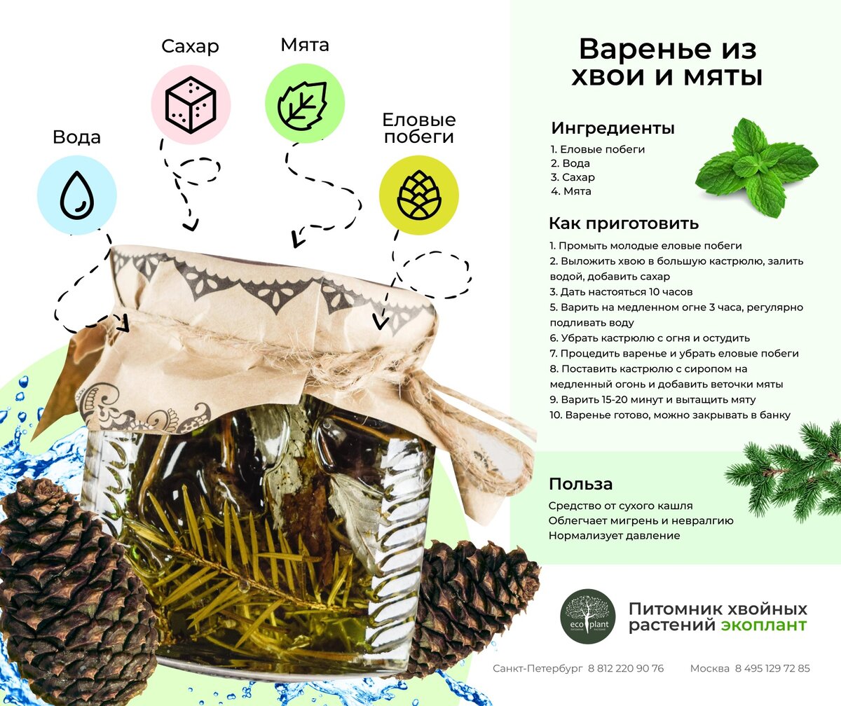 Домашние рецепты из хвои для здоровья и красоты