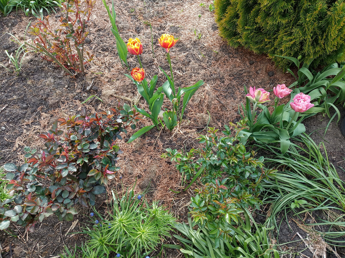 Вот так выглядели укрытые розы 21.05.2022