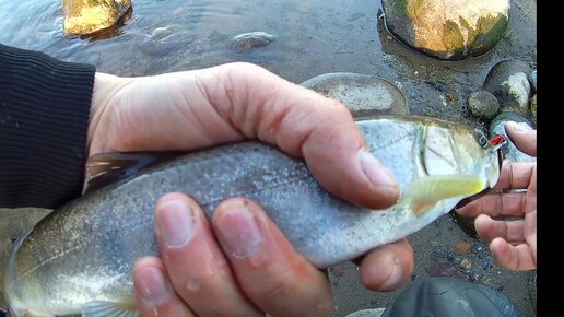 Рыбалка на реке Бия: лучшие места и секреты удачного лова