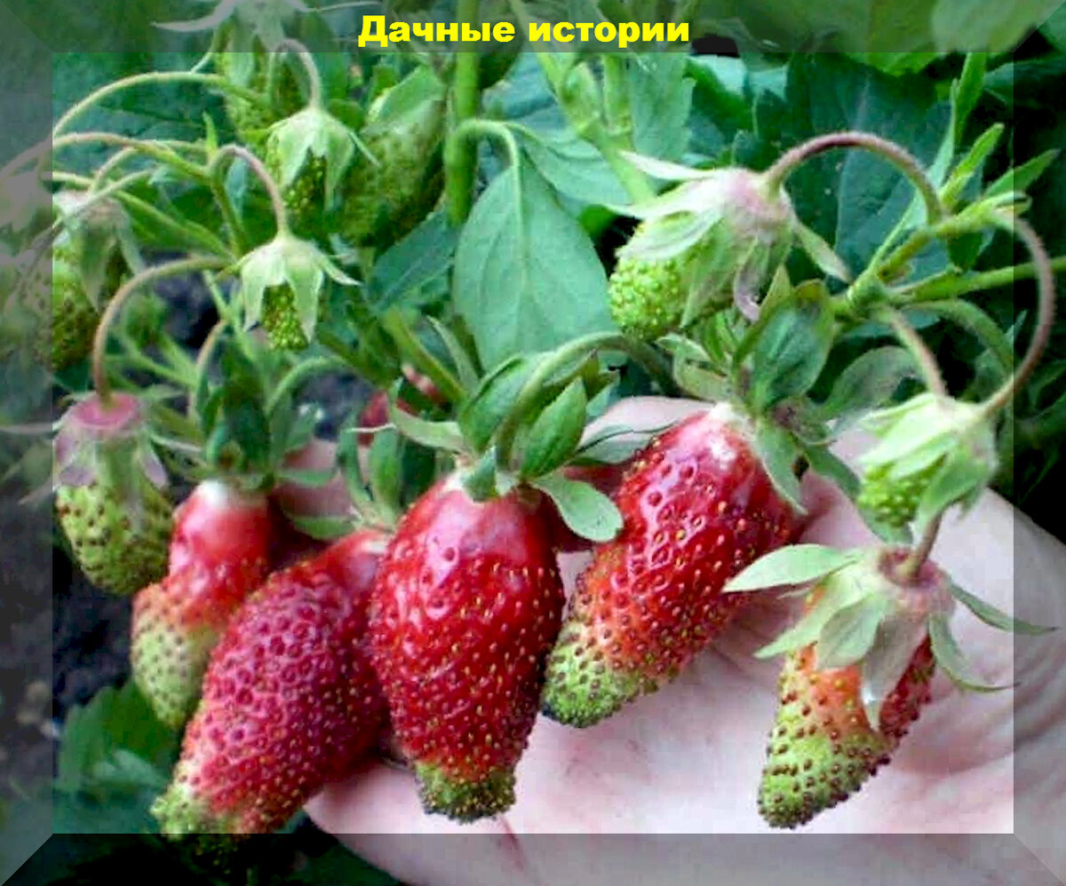 Цукат мускатный клубника описание. Клубника цукат мускатный. Земклуника (земляника х клубника) цукат мускатный'. Клубничный Мускат. Земляника мускатная фото