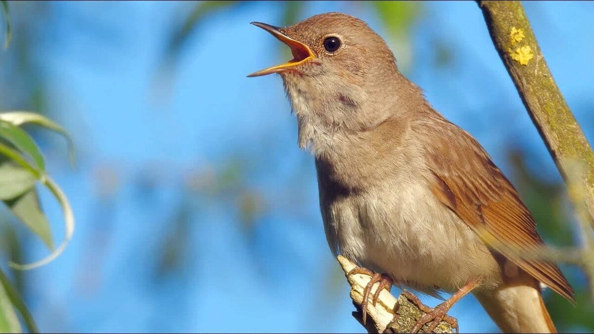 Певчие птицы кубани фото с названиями и песнями