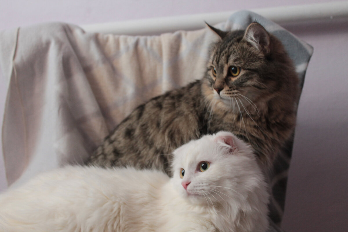 Котики ждут в гости!