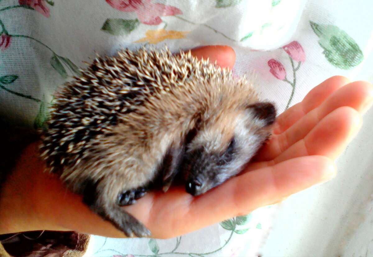 Ёжа  в первый день, когда мы его нашли.