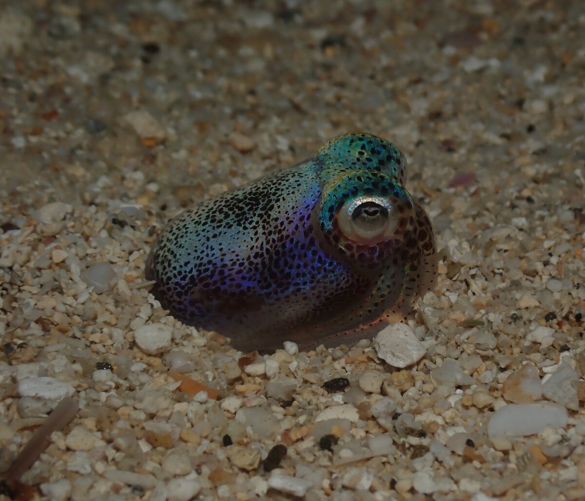 Гавайский короткохвостый кальмар, фотография пользователя Sara Thiebaud с сайта inaturalist (CC-BY-NC).