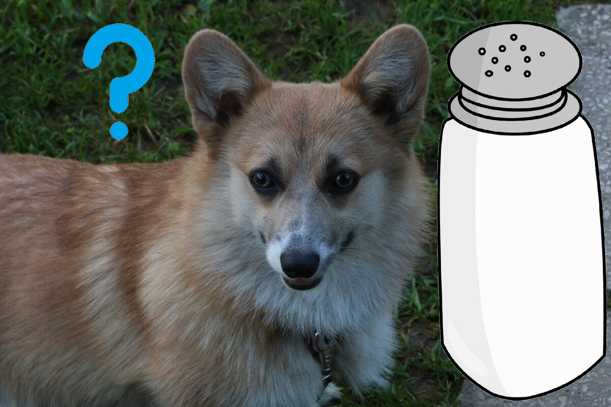 Зачем нужна соль в рационе собаки? Важность минералов для здоровья питомца