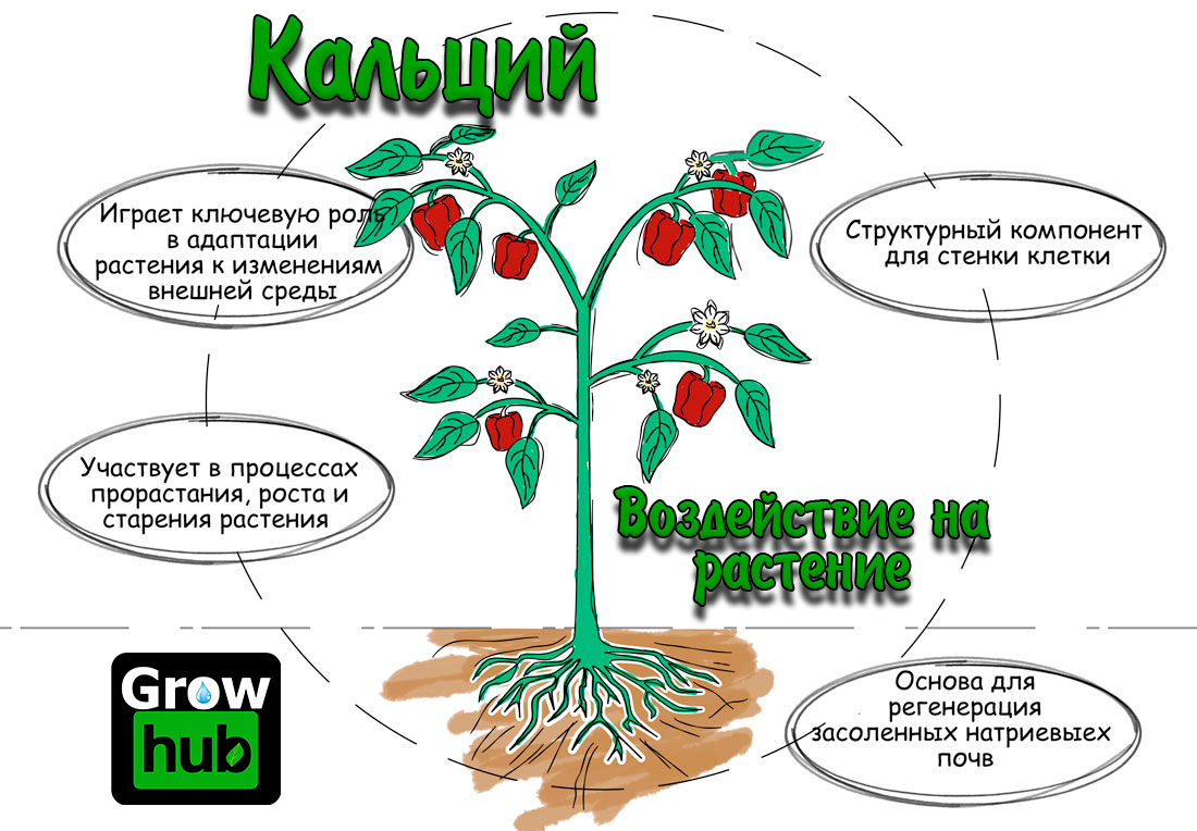 Проблемы растений. Дефицит кальция у растений. Зазывалка на растение. Влияние кальция на огурцы. Физиология влияния кальция на сон