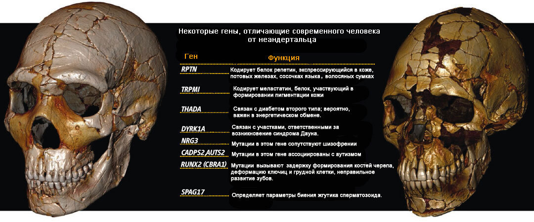Современного человека отличают от неандертальца 78 нуклеотидных замен, и они известны. Иллюстрация взята с сайта elementy.ru
