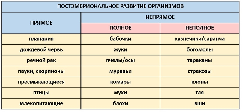 Стадии эмбриологии человека. Клиническая эмбриология и ЭКО