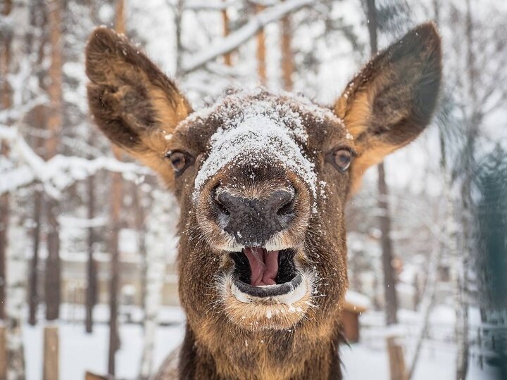     ФОТО ПРЕСС-СЕКРЕТАРЯ «РОЕВА РУЧЬЯ» ОЛЕГА ЧИПУРА