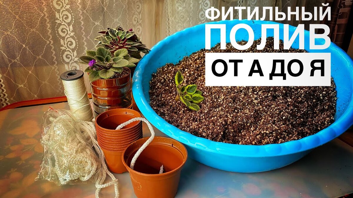 Фитильный полив растений в минеральном субстрате на примере фиалок ...