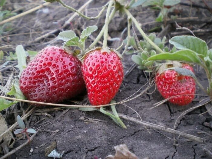 3 вкусных сорта клубники, которые удалила, но снова хочу завести ...