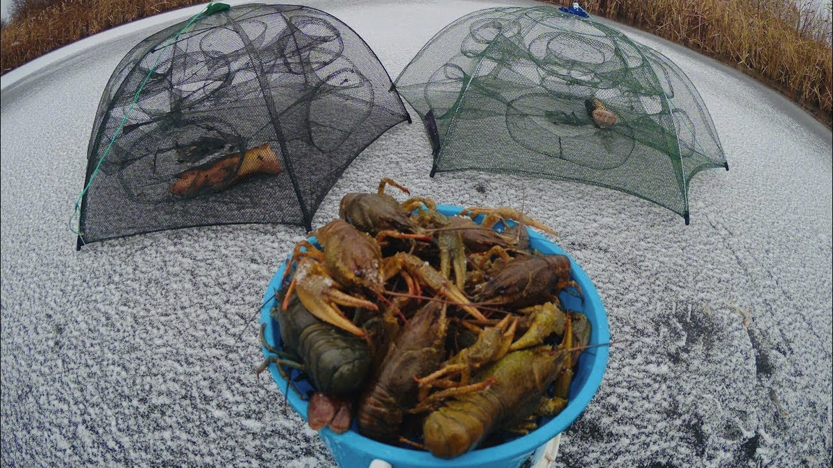 Арбузные корки для прикормки, чеснок и ложка растительного масла, ТОП-9 приманок