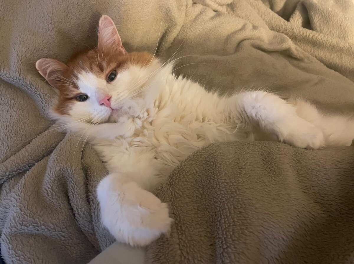 Это кот Фунтик, был найден на помойке в ноябре 2021 г. Он быстро освоился на новом месте. А через год его соседом стала собака Маша.   