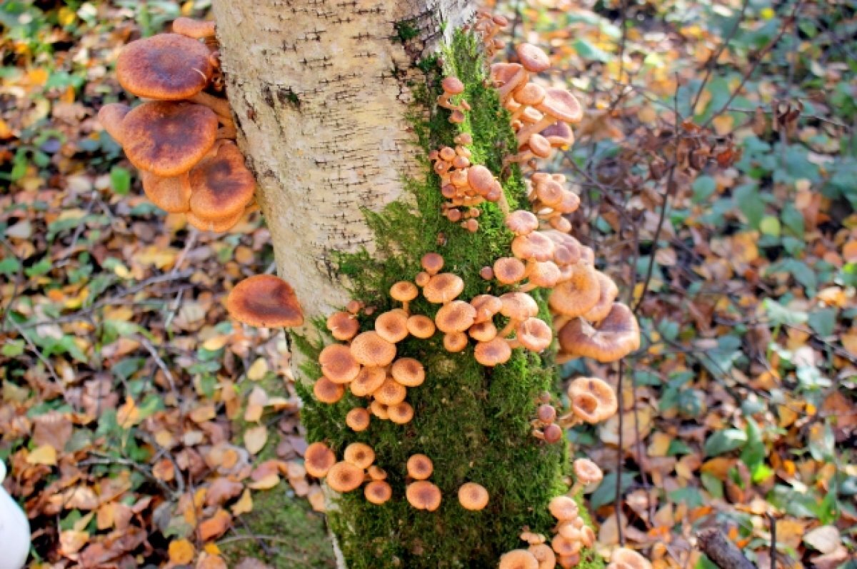    Туляки закрыли сезон «тихой охоты»