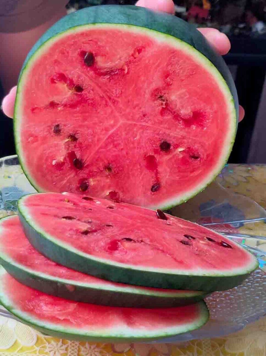 Курильские арбуз и…