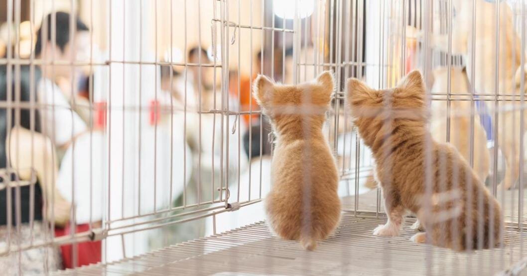 Фото: Управления ветеринарии Тюменской области