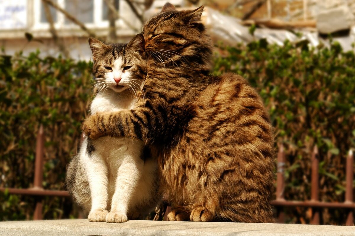 Коты любовь