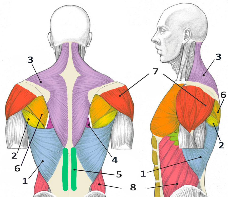 Подраздел 2: Жим штанги на наклонной скамье