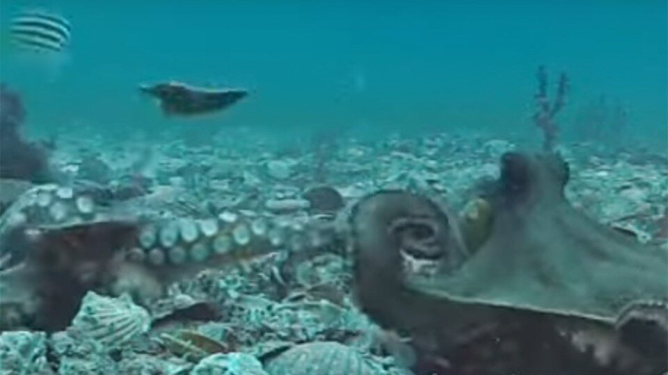     Самка запустила в самца ракушкой.  YouTube