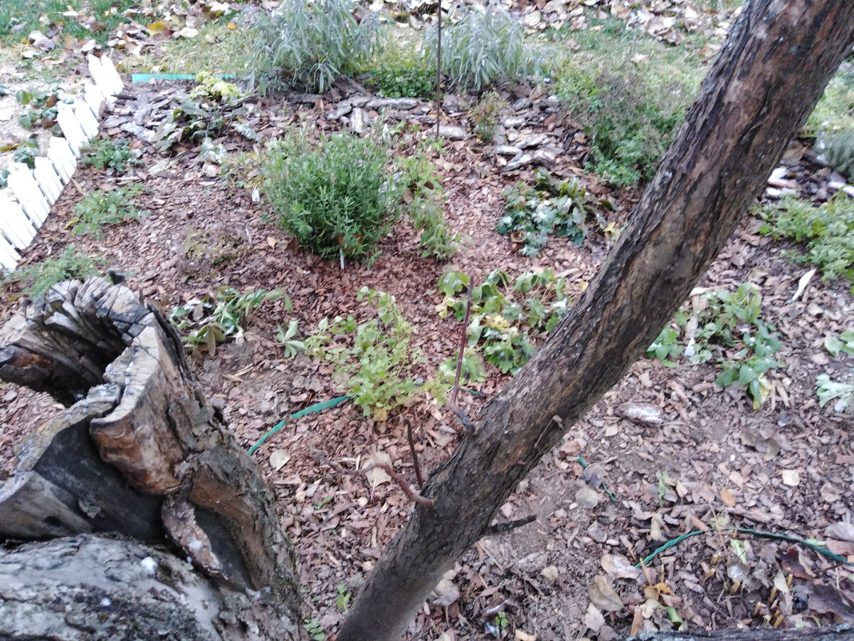 Сад пряных трав перед обрезкой под снег. 13 ноября >