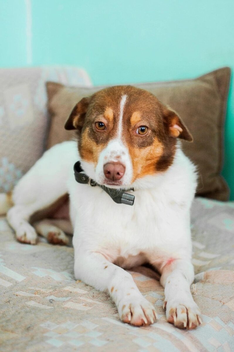 Фоося любит позировать для фотосессий 