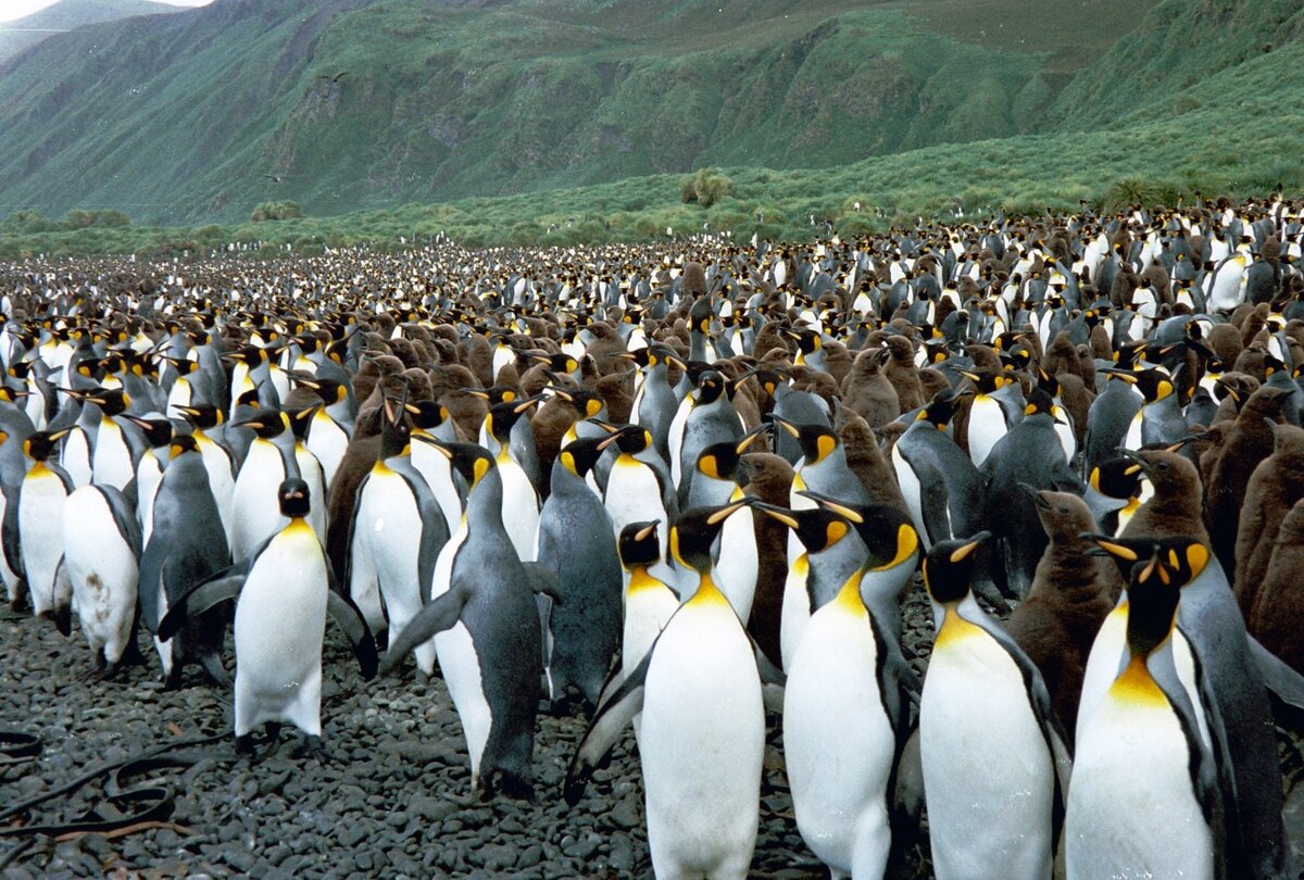 Если пингвины плодятся только на конкретном острове, но в остальном не отличаются от пингвинов с других островов, значит они популяция!