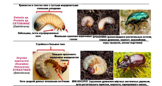 Бронзовка золотистая личинка. Майский жук личинка и медведка личинка. Проволочник личинки майского жука. Личинки личинки медведки. Чем вредны личинки майского жука.