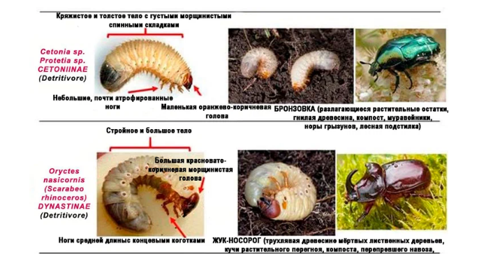 Какой среде обитания вредят личинки жука щелкуна. От личинки майского жука препараты. Личинка майского жука доклад. Животные детритофаги примеры.