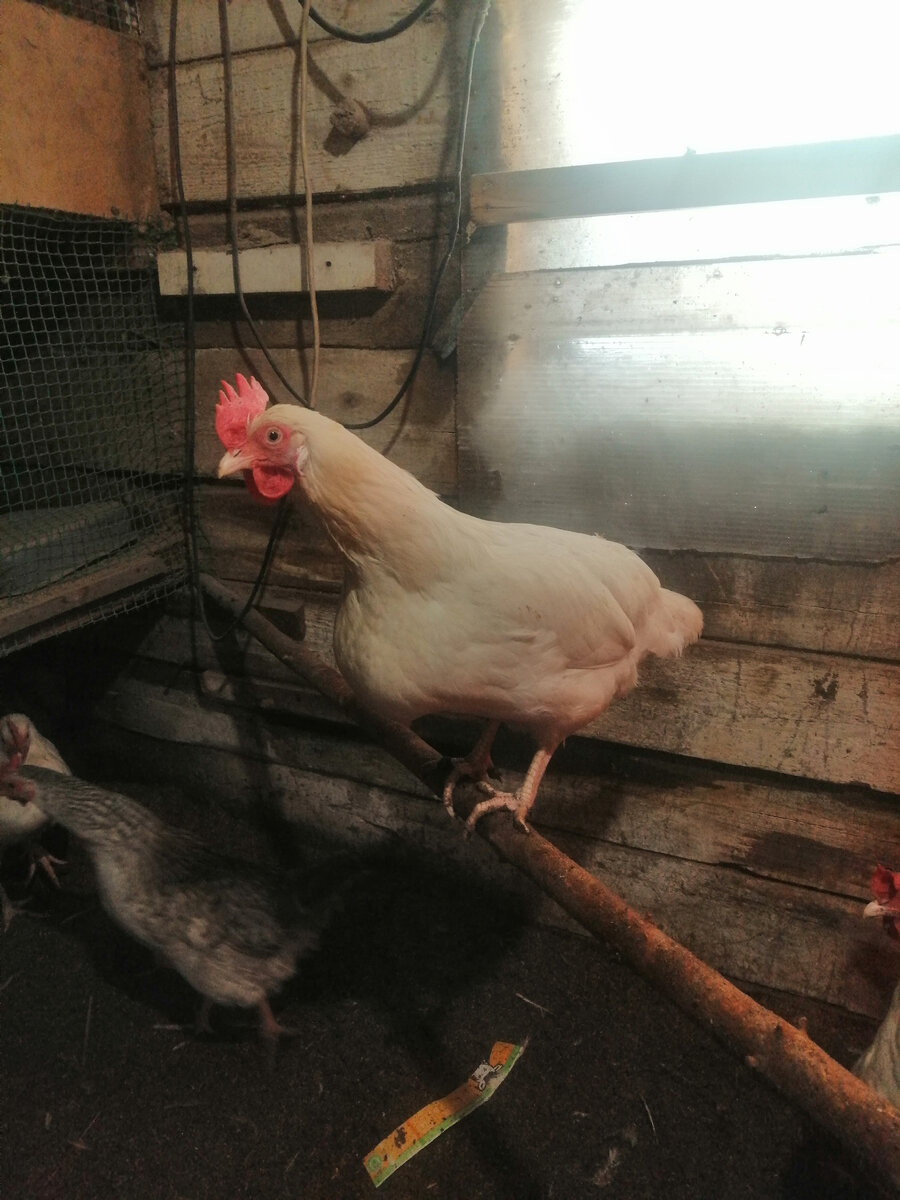 Моя курочка