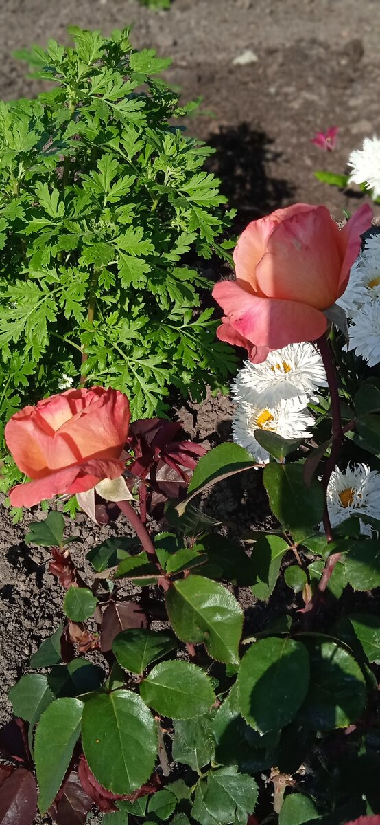 Роза чайно-гибридная Рене Госсини