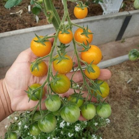 Мой ТОП самых сладких сортов помидор, у которых кислинка отсутствует ...