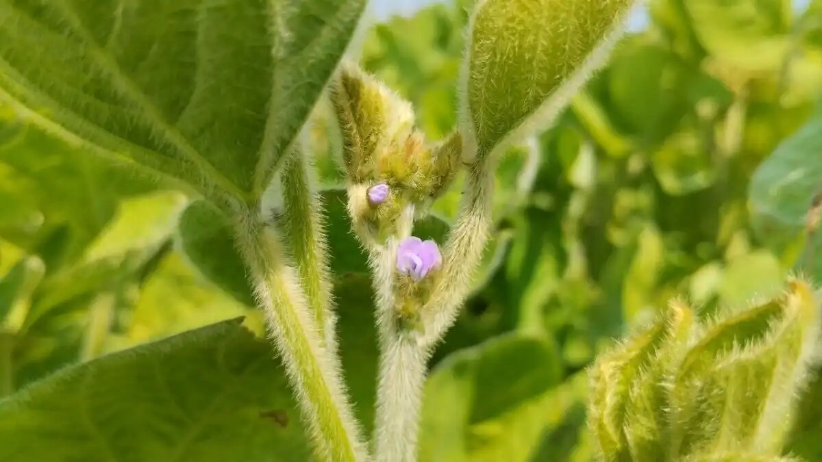 Фото:glavagronom.ru