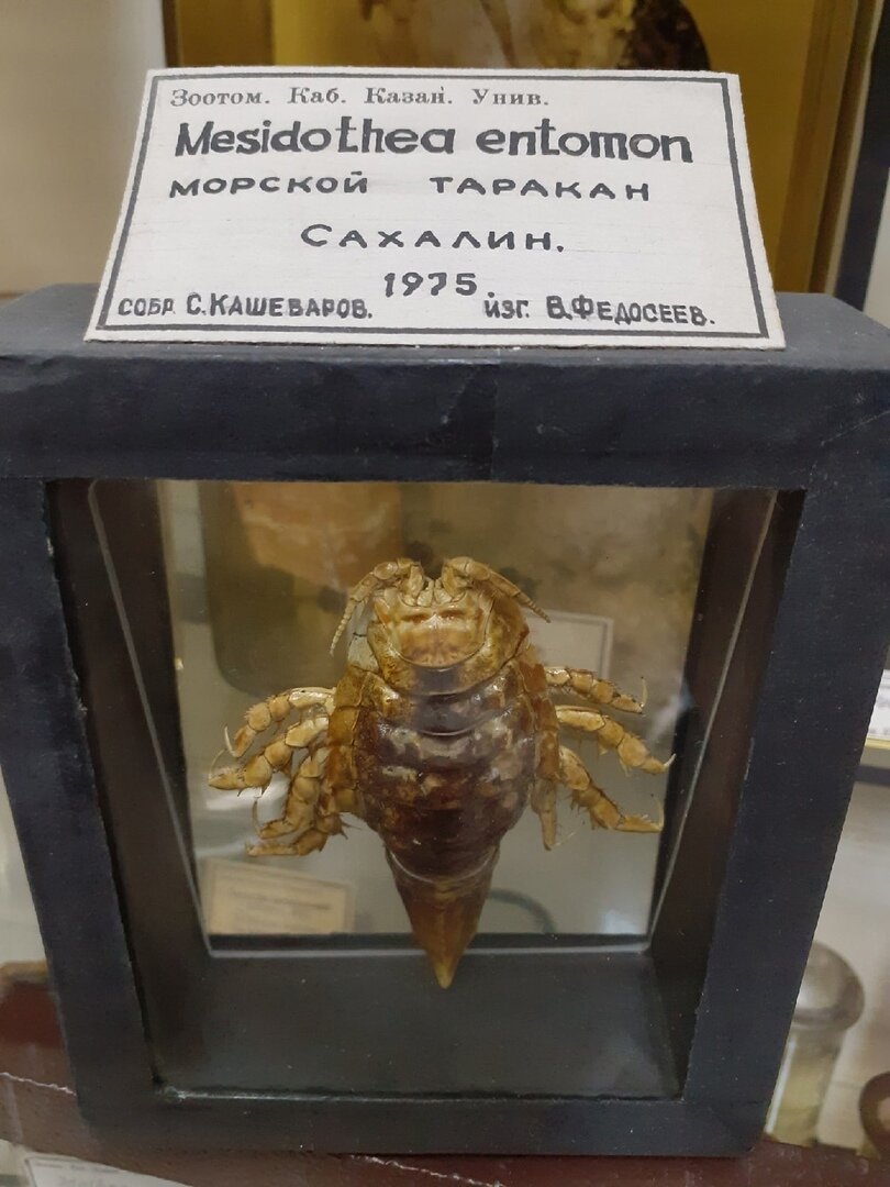 Морской таракан. Экспонат Зоологического музея и гербария им. Эверсмана